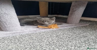 Russian Blue cats - Advert 7