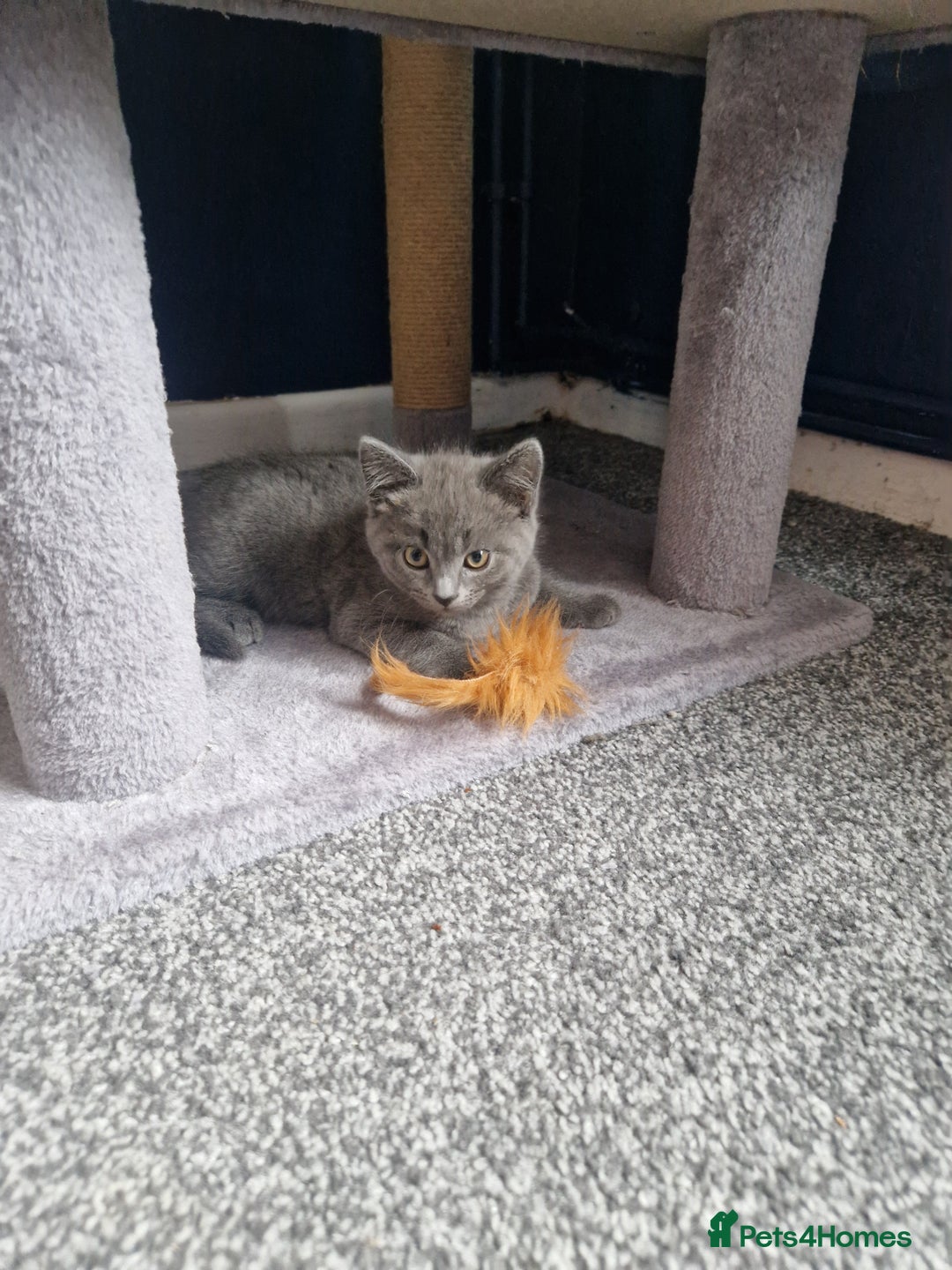 Russian Blue cats for sale: Female Russian blue - Image 2