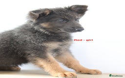 German Shepherd dogs for sale: German Shepherd puppies - Image 12