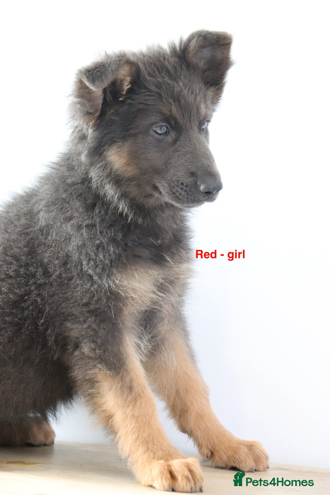 German Shepherd dogs for sale: German Shepherd puppies - Image 12