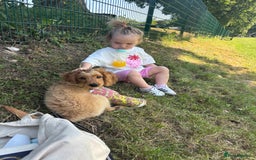 Mixed Breed dogs for sale: Glyn  - Image 7