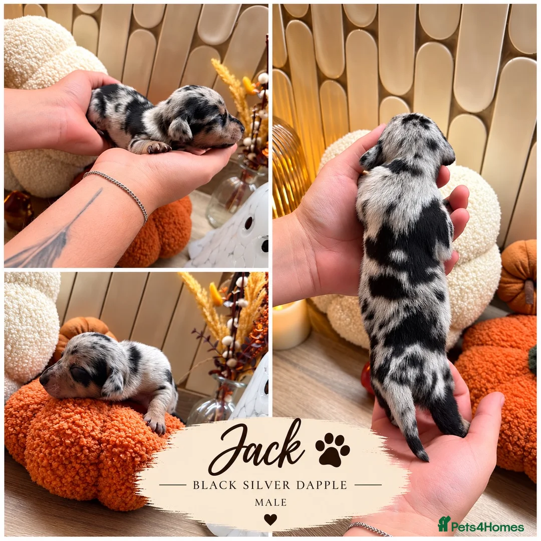 Dachshund dogs for sale: Beautiful Dachshund Puppies – 5 Males & 2 Females - Advert 2