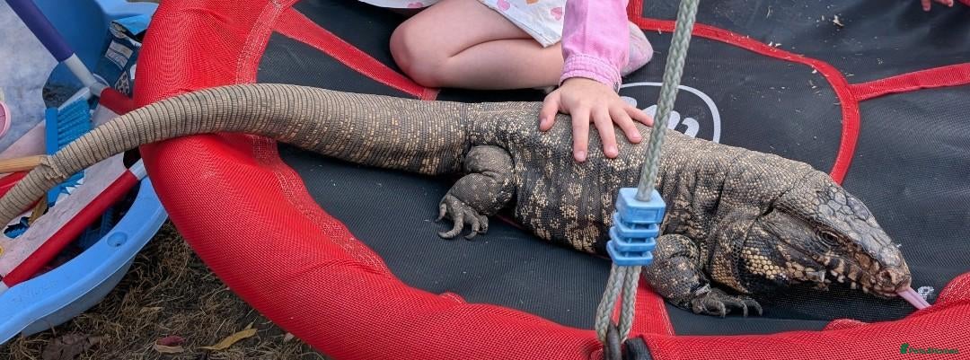 Monitor reptiles Adult male tegu  - Advert 13
