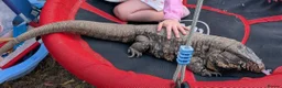 Monitor reptiles for sale: Adult male tegu  - Advert 1
