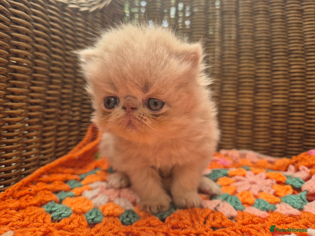 Exotic cats for sale: 🏆Champion sired exotic and Persian kittens 😸 ♥️  - Image 10