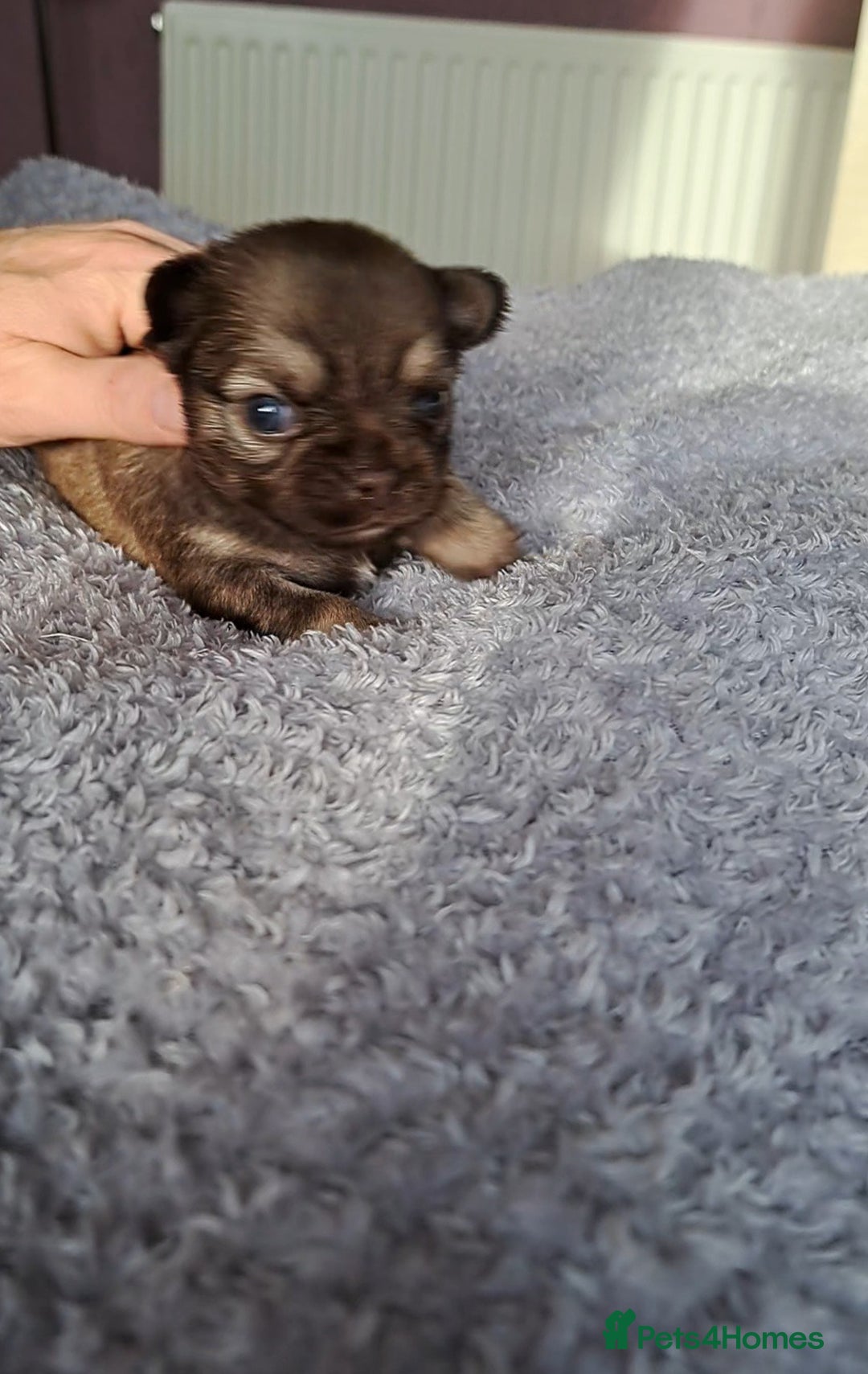 Chihuahua dogs for sale: Long Coat Chihuahua Puppies for Sale - Advert 13