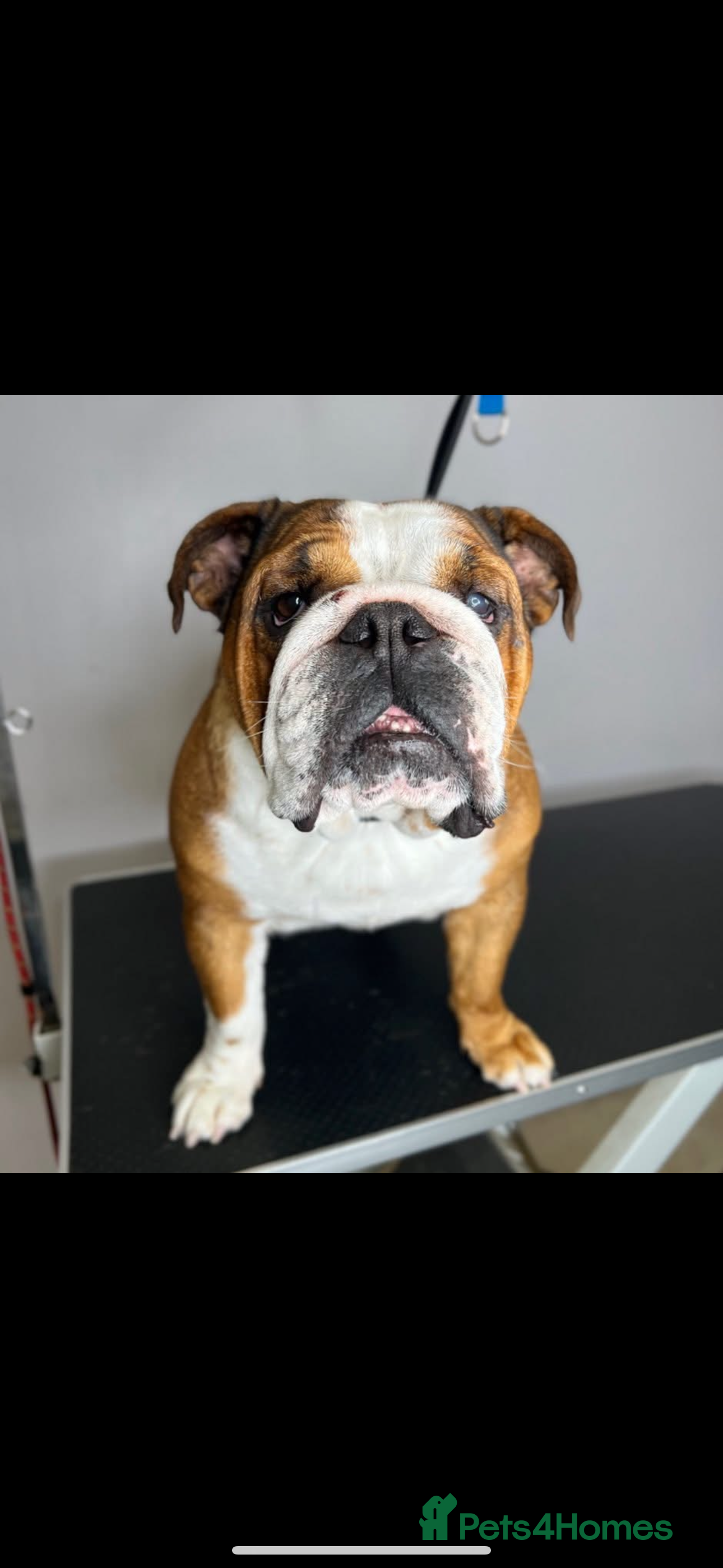 English Bulldog dogs English bulldog for rehoming  - Advert 9