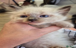 Ragdoll cats for sale: Beautiful Ragdolls Parents health tested 💖 - Image 21