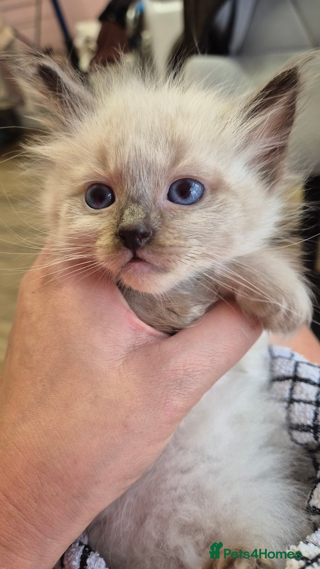 Ragdoll cats for sale: Beautiful Ragdolls Parents health tested 💖 - Image 21