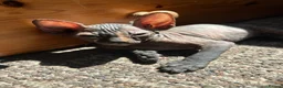 Sphynx cats for sale: 5 Canadian Sphynx kittens for sale - Advert 34
