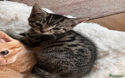 Mixed Breed cats for sale:  kittens😻ready to go to their forever homes - Image 3