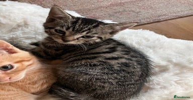 Mixed Breed cats - Advert 3