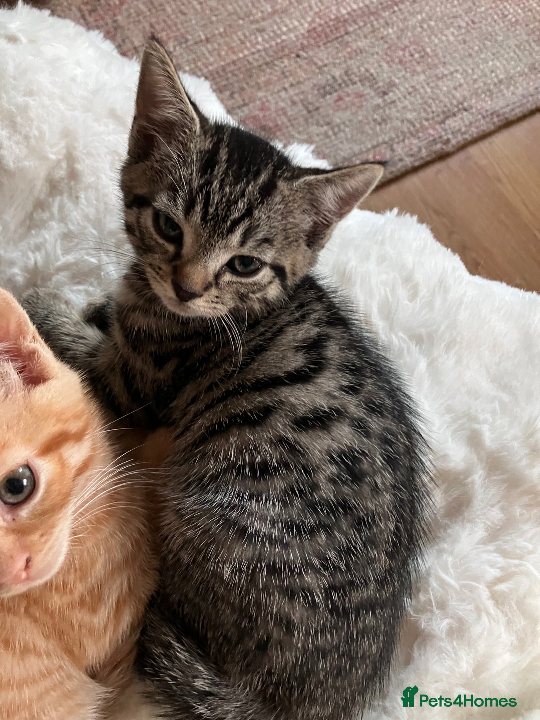 Mixed Breed cats for sale:  kittens😻ready to go to their forever homes - Image 3