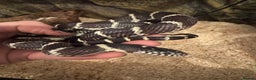 King Snake reptiles for sale: Florical Kingsnake Hybrid - Advert 2