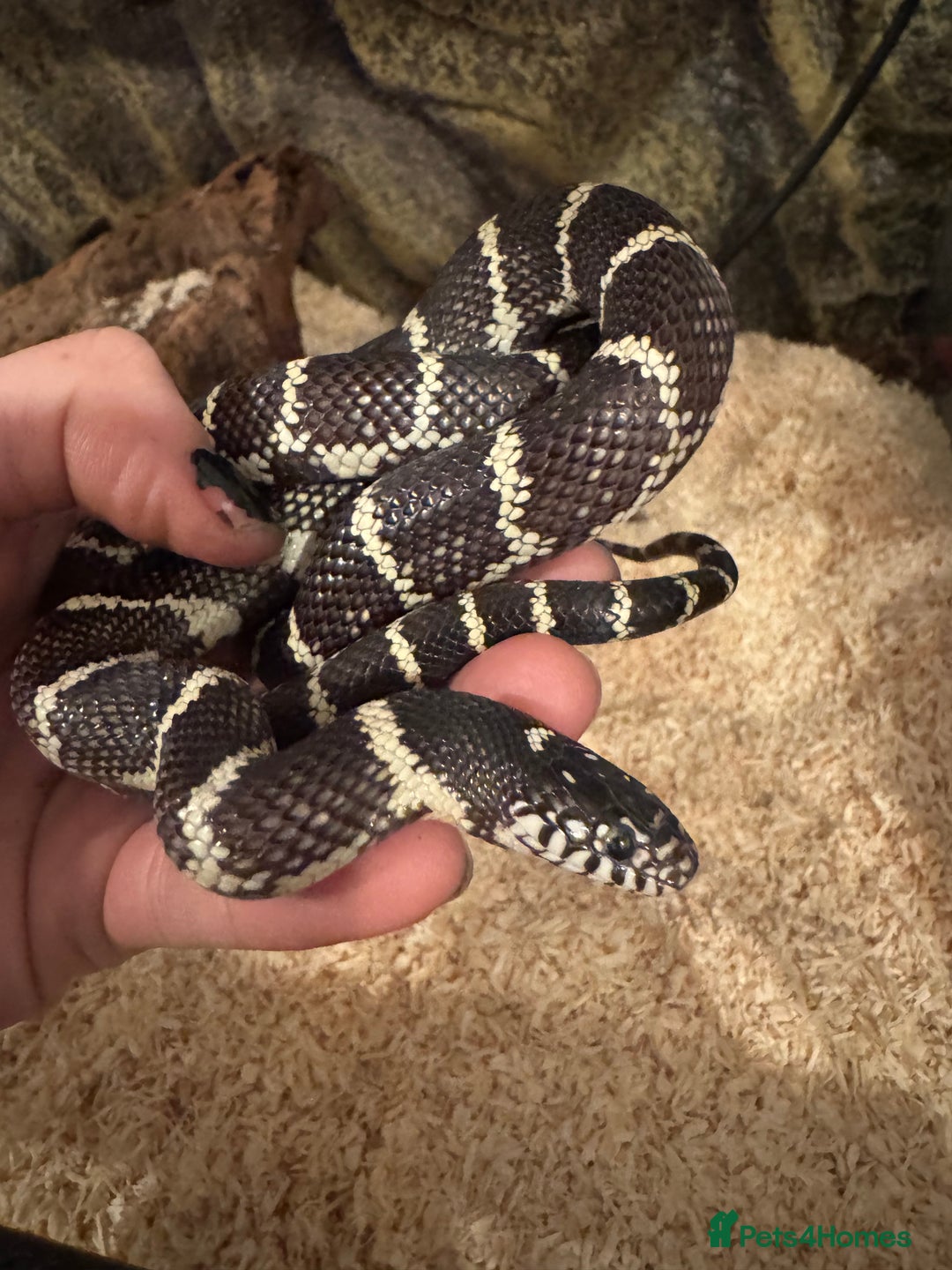 King Snake reptiles for sale: Florical Kingsnake Hybrid - Advert 2