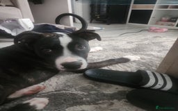 Mixed Breed dogs for sale: For sale  - Image 2