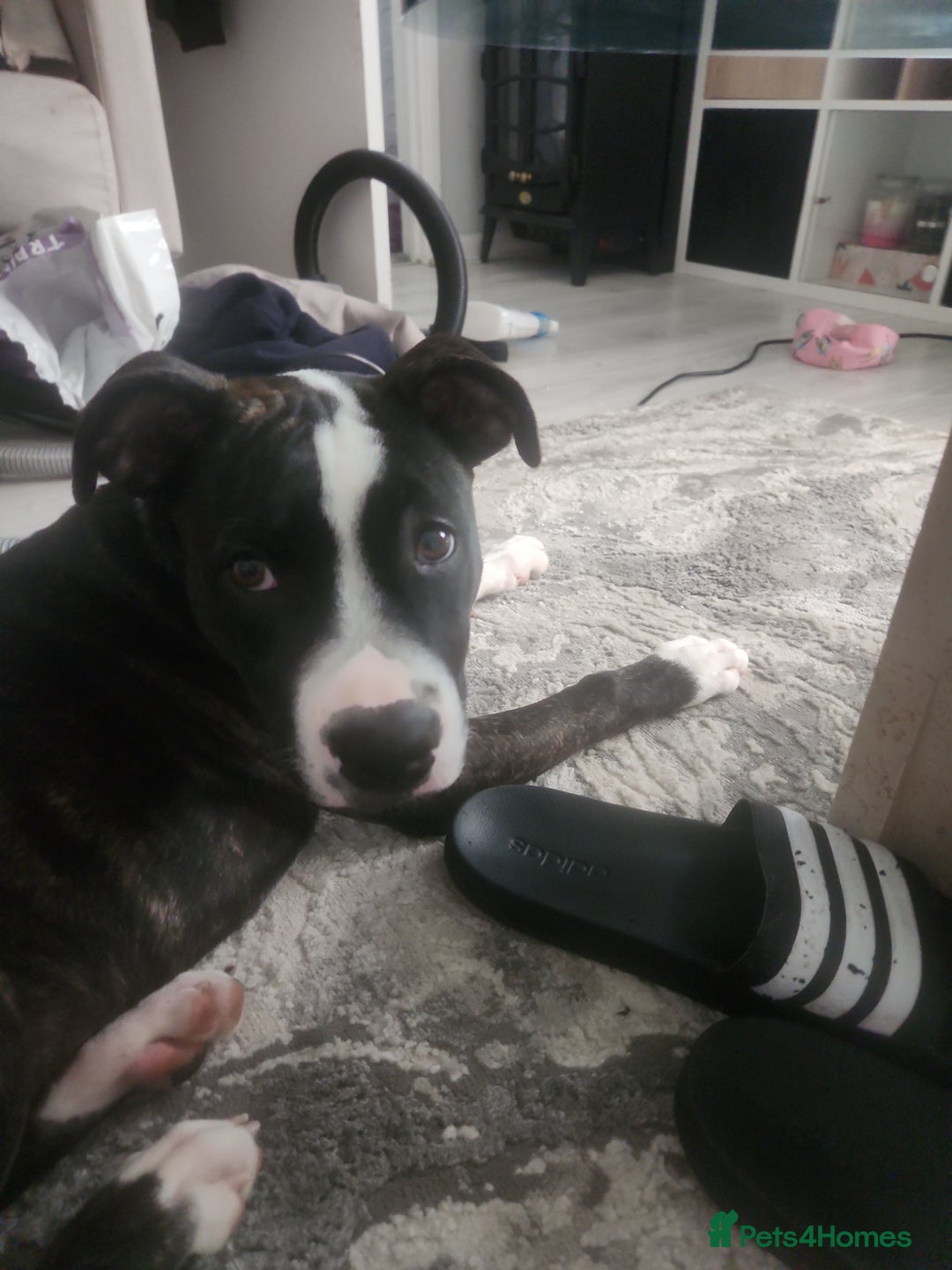 Mixed Breed dogs for sale: For sale  - Image 2
