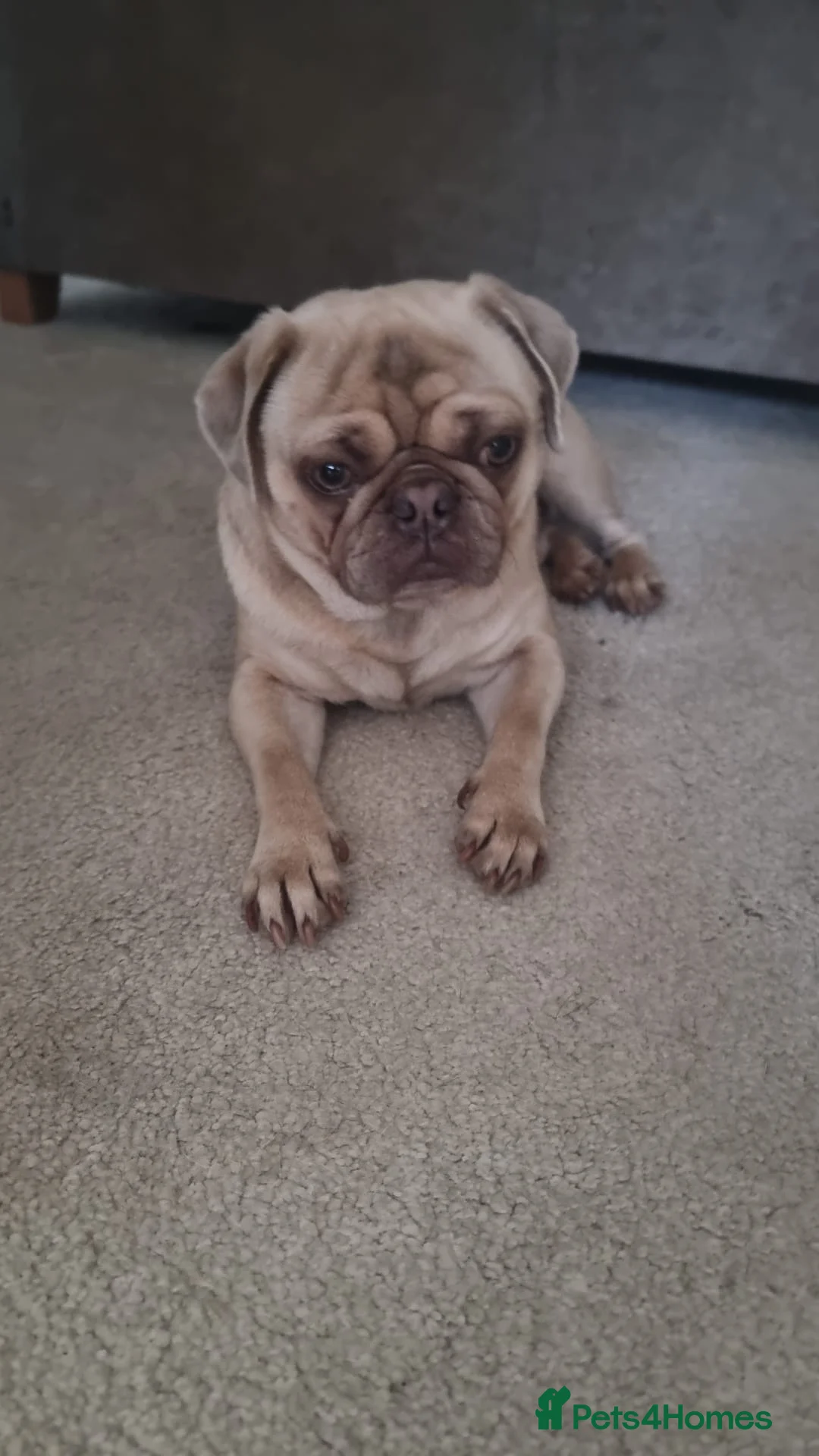 Pug dogs for stud: KC Lilac fawn pug for stud in Cockermouth - Advert 18