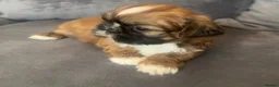 Shih Tzu dogs for sale: Stunning chocolate imperial Shih Tzu puppies  - Advert 7