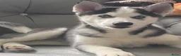Siberian Husky dogs for sale: Husky - Advert 1