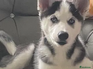 Siberian Husky dogs Husky - Advert 5