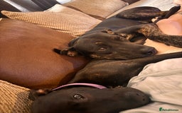 Mixed Breed dogs for sale: Staffy x German shepherd  - Image 2
