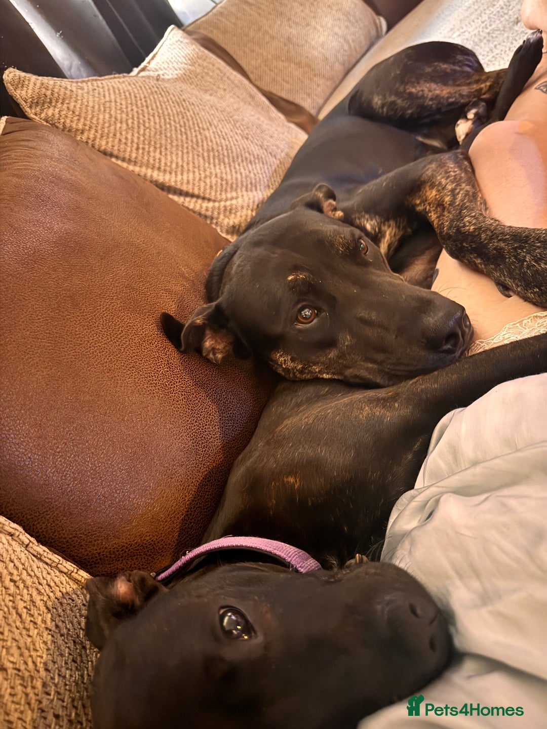 Mixed Breed dogs for sale: Staffy x German shepherd  - Image 2
