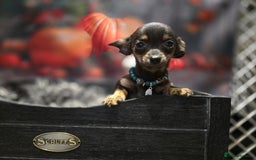Mixed Breed dogs for sale: Pomweenies 💕💕 - Image 10