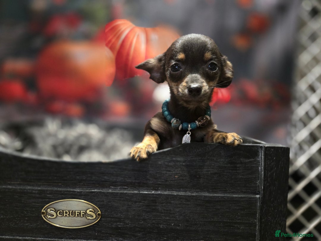 Mixed Breed dogs for sale: Pomweenies 💕💕 - Image 10