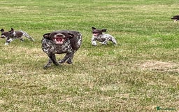 German Shorthaired Pointer dogs for sale: German shorthaired pointer boys and girls  - Image 24