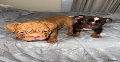 English Bulldog dogs - Advert 9