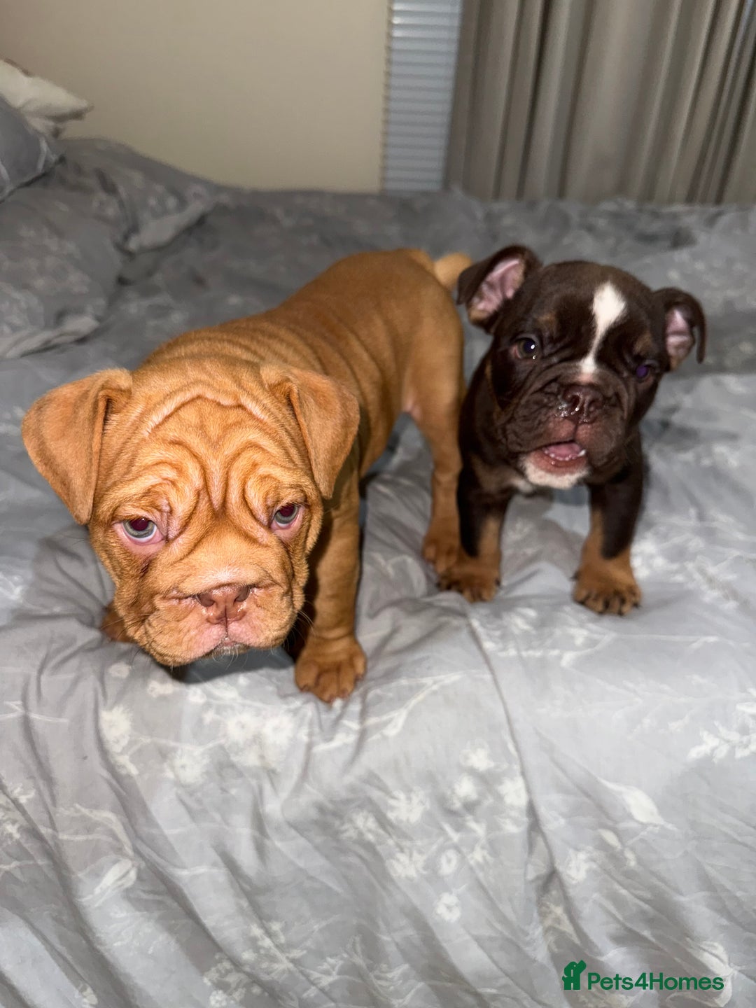 English Bulldog dogs for sale: Beautiful English bulldog puppy  - Image 2