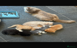 Persian cats for sale: Persian kittens - Image 7