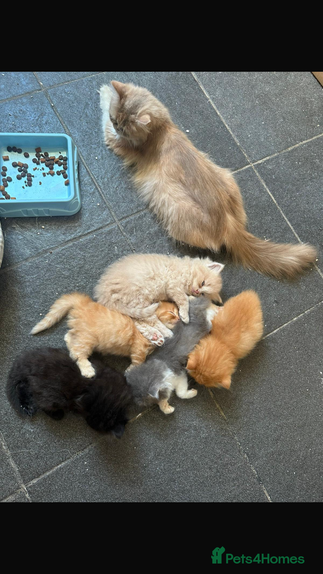 Persian cats for sale: Persian kittens - Image 7