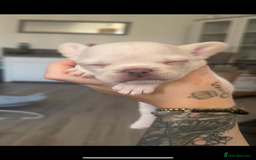 French Bulldog dogs for sale: Fluffy French bulldog puppies - Image 3