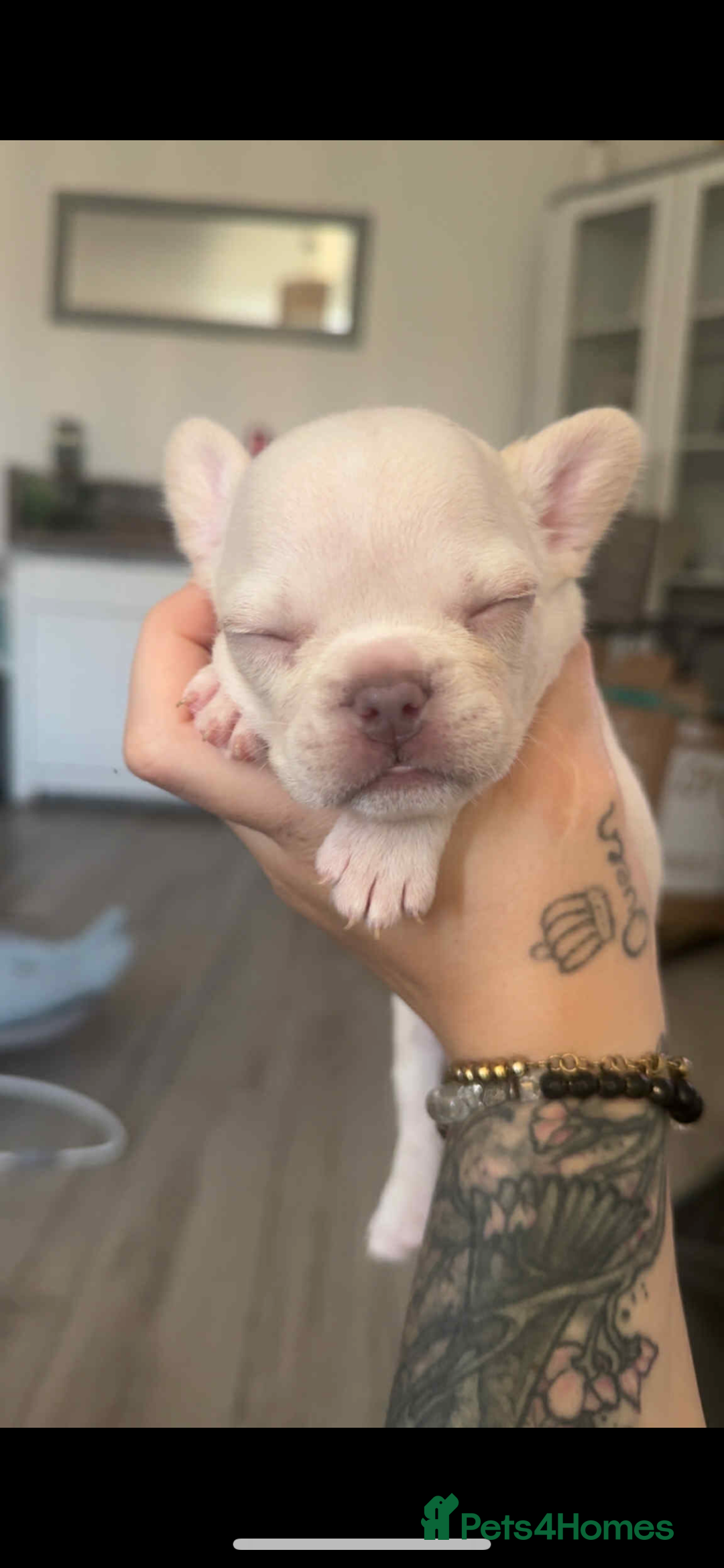 French Bulldog dogs for sale: Fluffy French bulldog puppies - Image 3