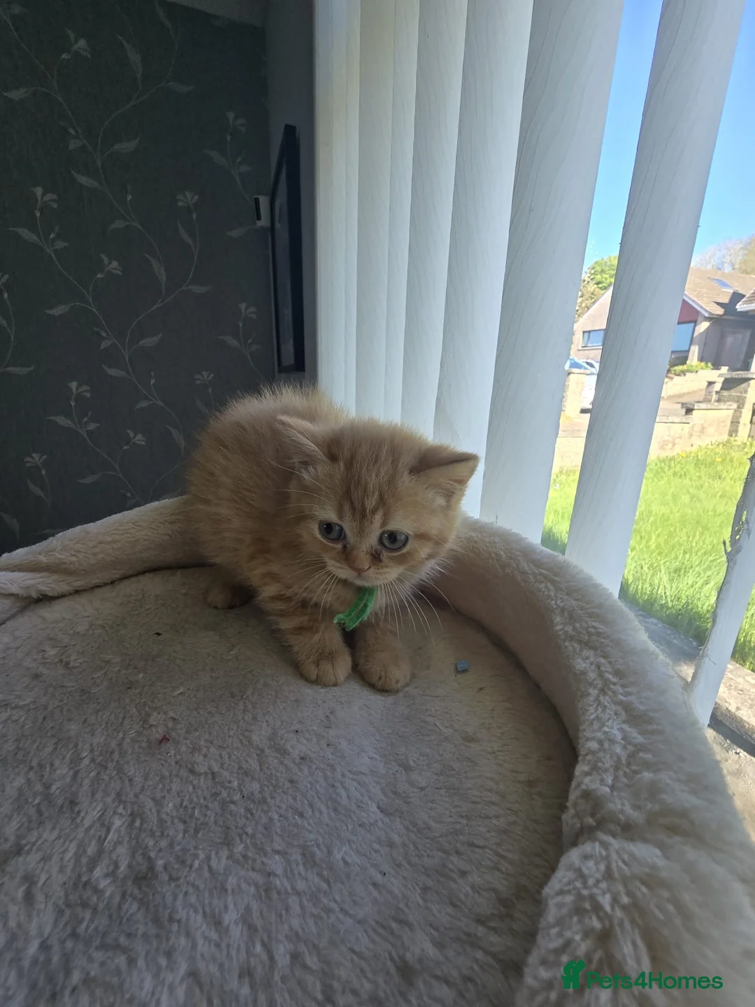 British Shorthair cats for sale: RED BRITISH SHORTHAIR KITTEN - Advert 2