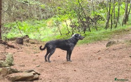 Mixed Breed dogs for sale: Beautiful bedlington whippet x lurcher puppies! - Image 18