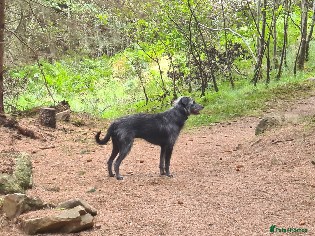 Mixed Breed dogs for sale: Beautiful bedlington whippet x lurcher puppies! - Image 18