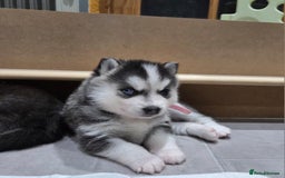 Pomsky dogs for sale: Perfect medium size Pomsky - Image 17