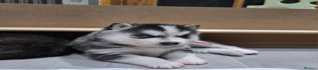 Pomsky Puppy 6