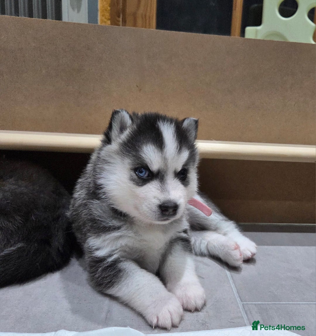 Pomsky dogs for sale: Perfect medium size Pomsky - Image 17