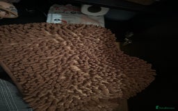 Pygmy Hedgehog rodents for sale: African Pygmy hedgehog  - Image 13