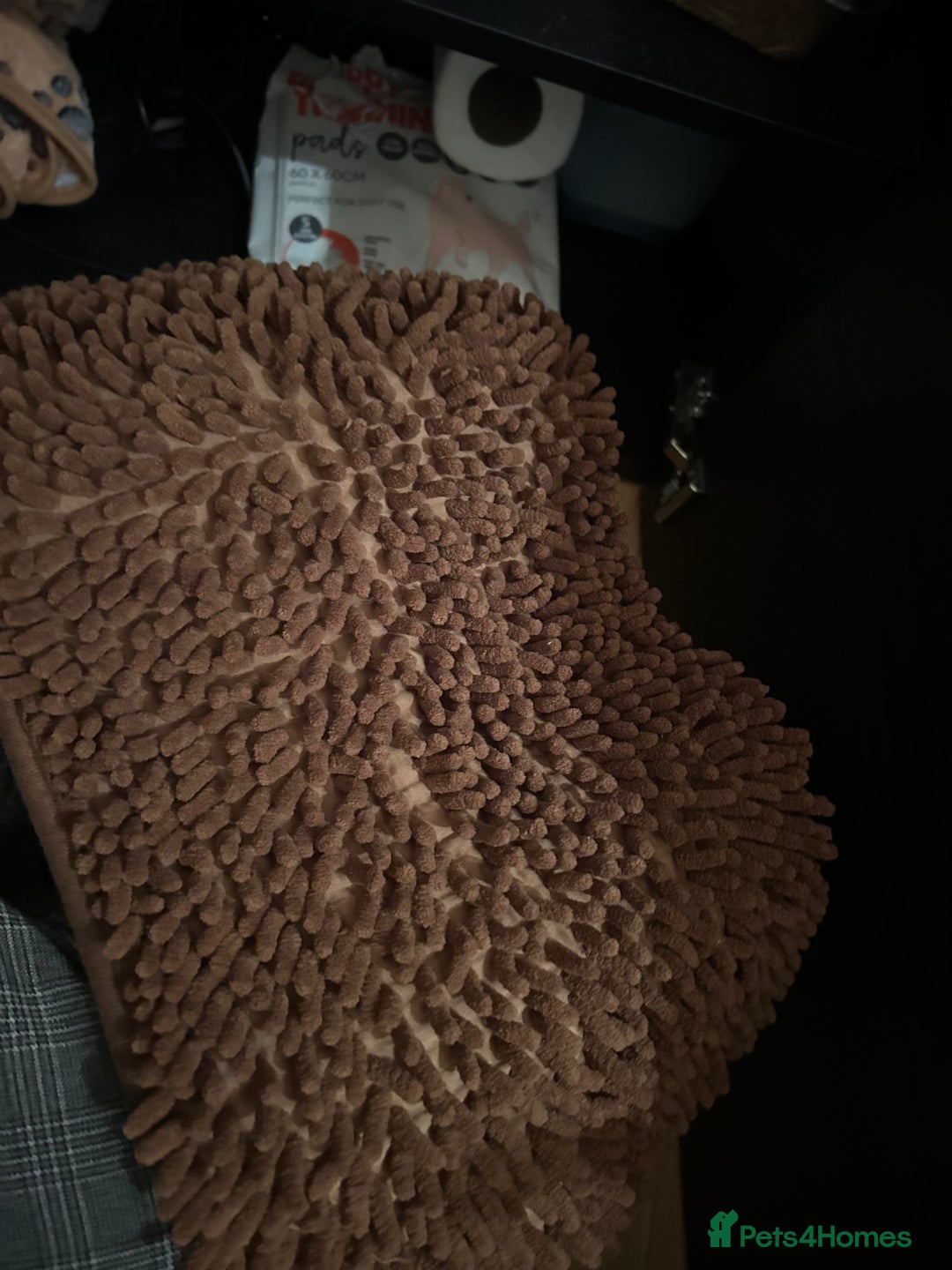 Pygmy Hedgehog rodents for sale: African Pygmy hedgehog  - Image 13