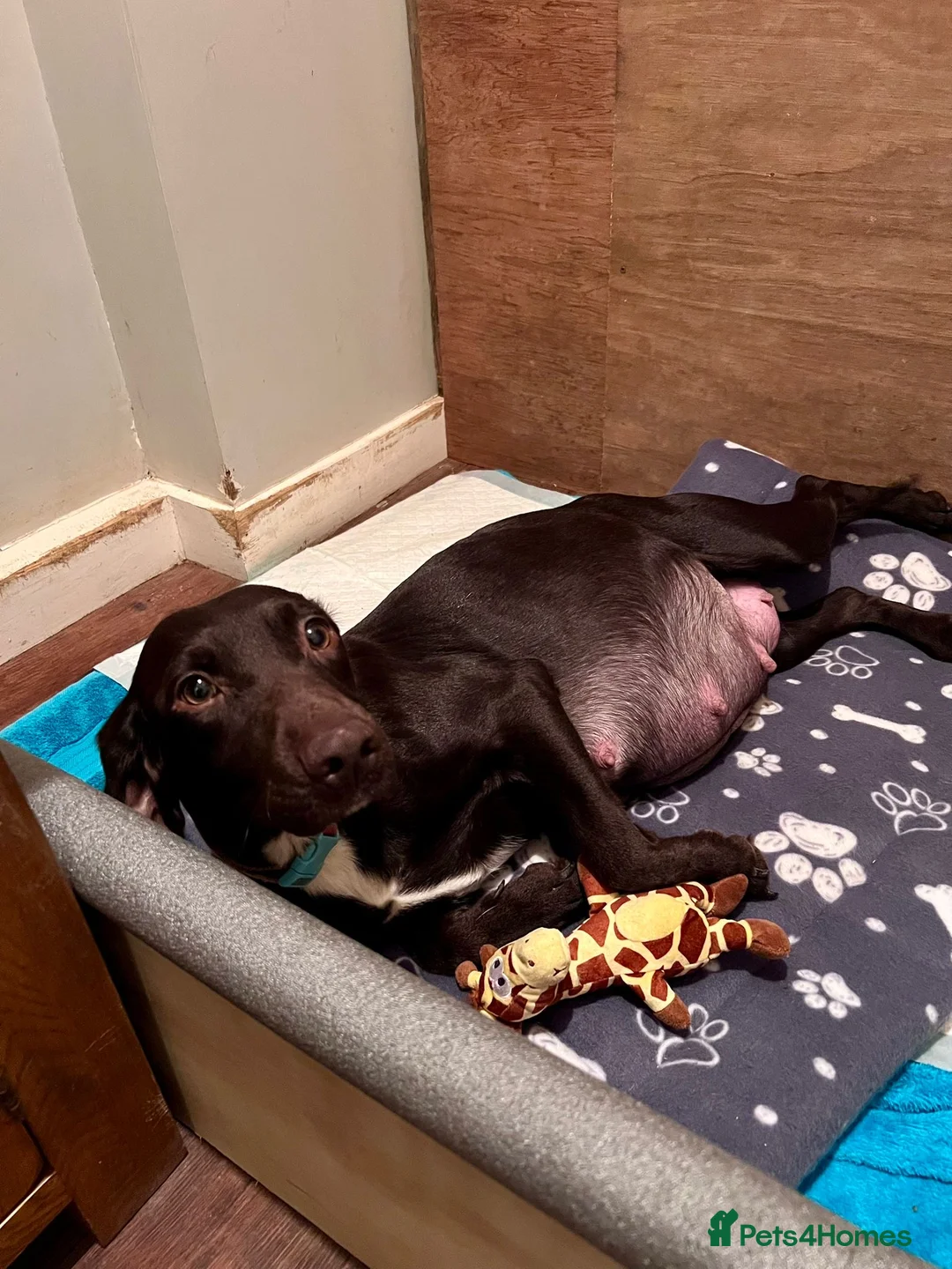 Mixed Breed dogs for sale: Sprockador puppies  in Whitchurch - Advert 1