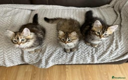 Siberian cats for sale: Purebred- Hypoallergenic Siberian Kittens - Image 6