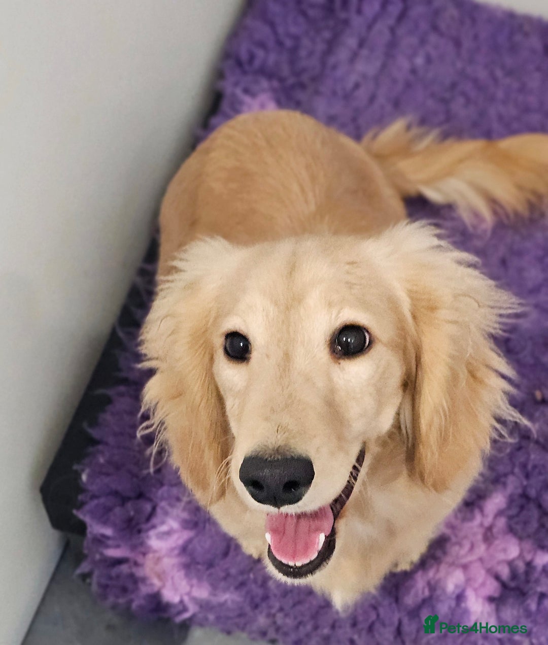 Miniature Dachshund dogs for stud: Beautiful Cream Long Hair for stud in Motherwell - Image 5