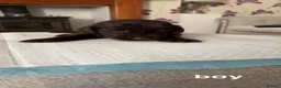 Flat coated Retriever dogs for sale: KC registered flat coated retriever puppies  - Advert 14