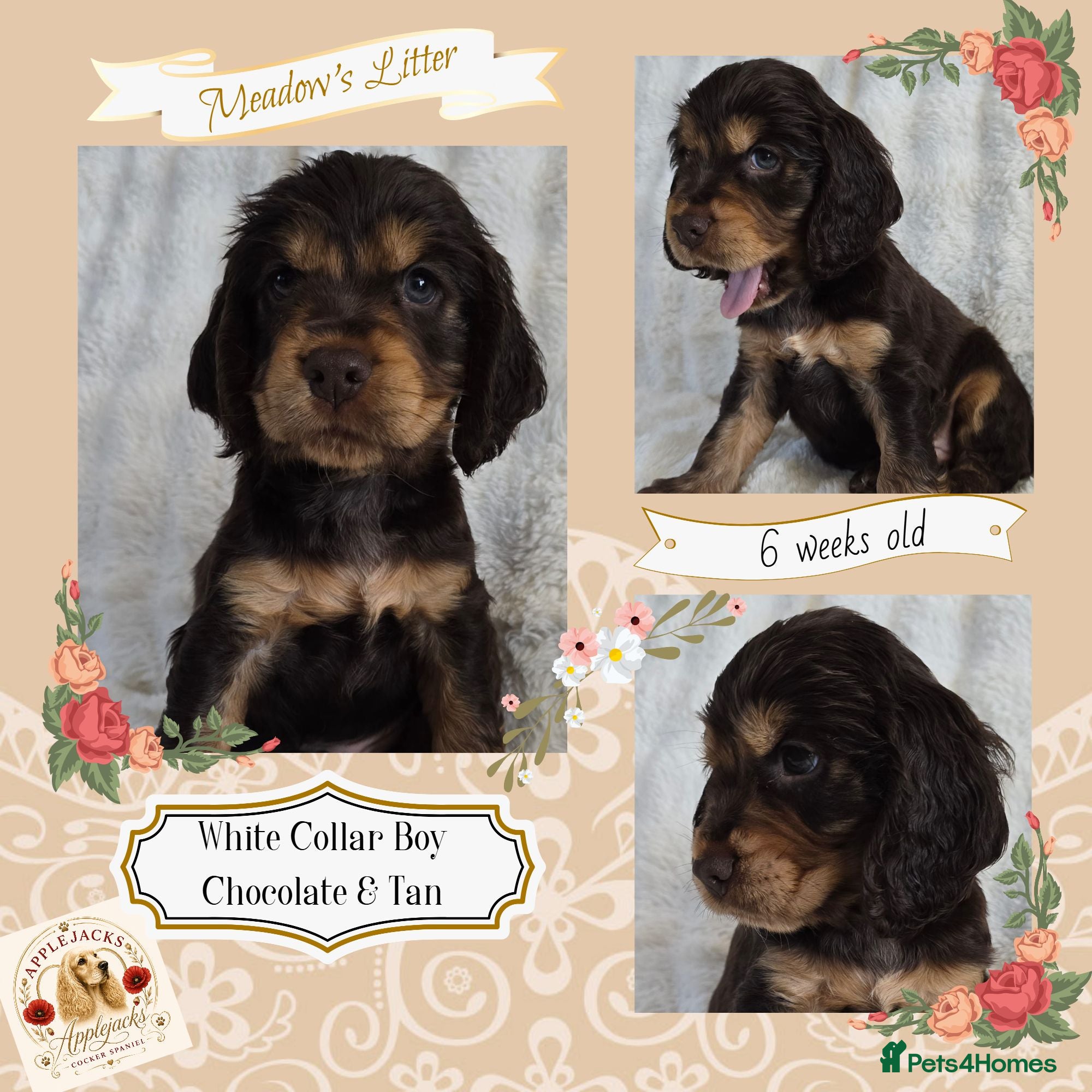 Cocker Spaniel dogs Pedigree Cocker Spaniel Puppies  - Advert 2