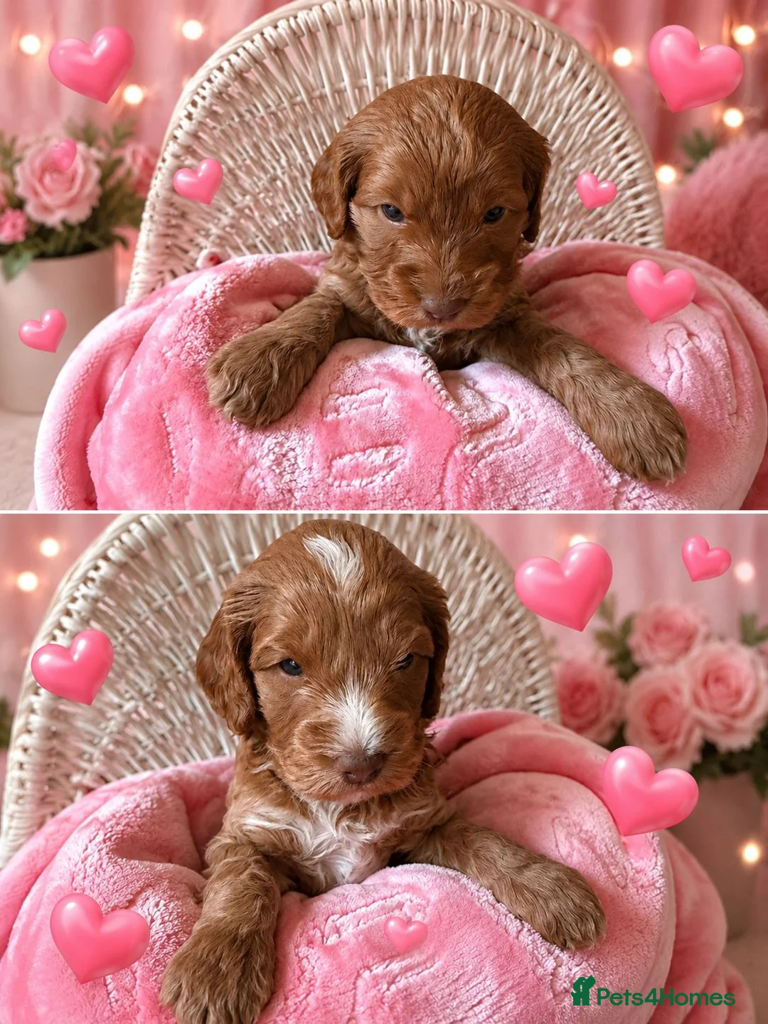 Cockapoo dogs for sale: F1 SHOW COCKAPOOS EXT DNA TESTED  - Advert 1